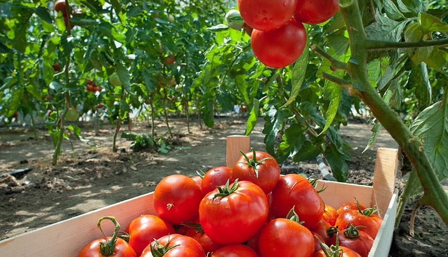 Tomatenzaden sneller ontkiemen baconline